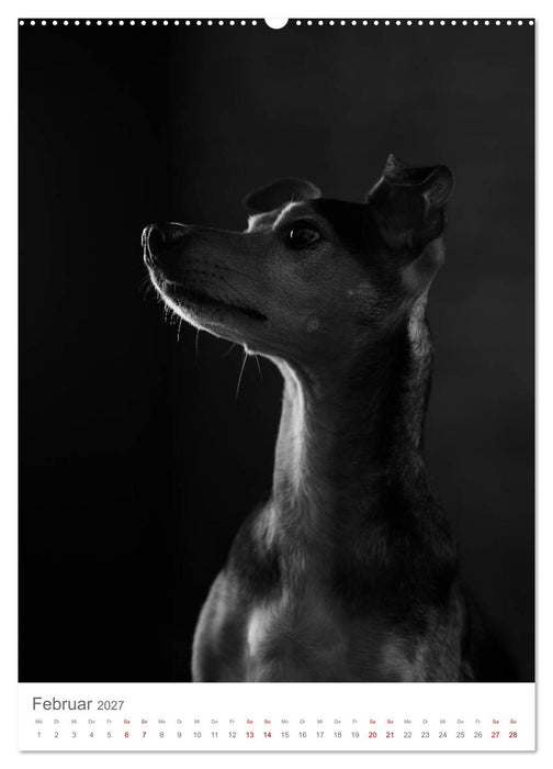 Fine Art Hundeportraits (CALVENDO Wandkalender 2027)