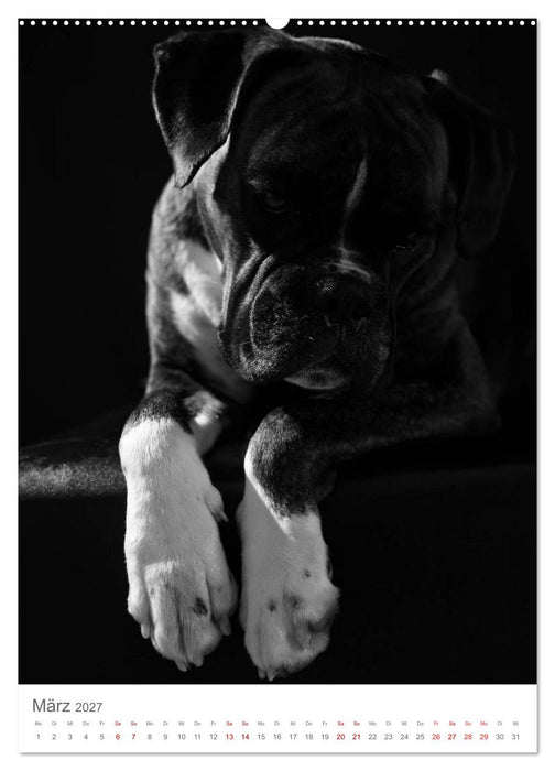 Fine Art Hundeportraits (CALVENDO Wandkalender 2027)