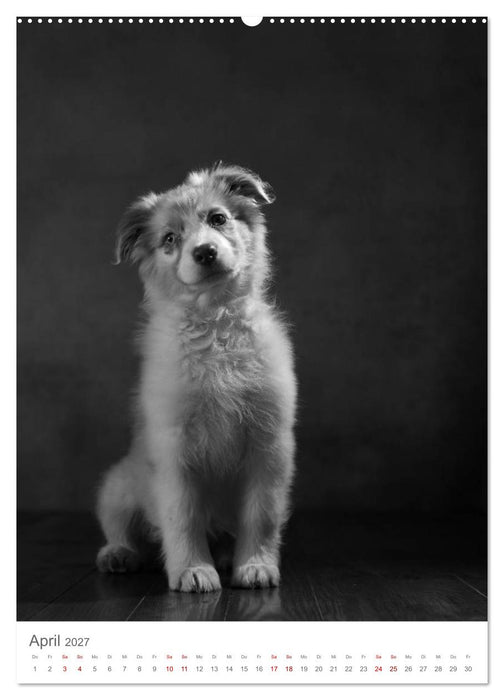 Fine Art Hundeportraits (CALVENDO Wandkalender 2027)