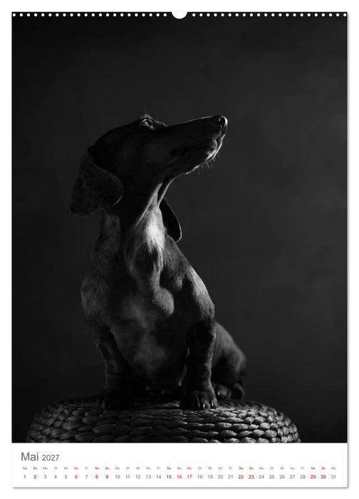 Fine Art Hundeportraits (CALVENDO Premium Wandkalender 2027)