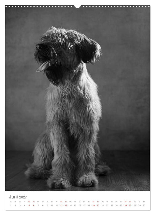 Fine Art Hundeportraits (CALVENDO Premium Wandkalender 2027)