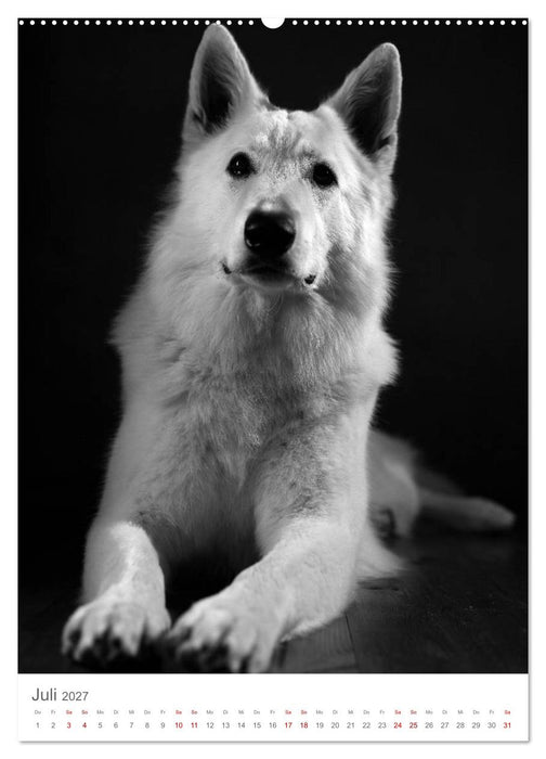 Fine Art Hundeportraits (CALVENDO Premium Wandkalender 2027)
