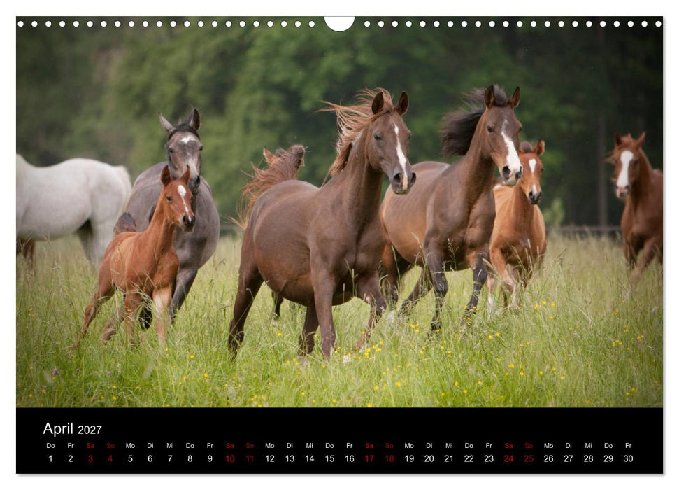Vollblutaraber - Schönheit und Adel (CALVENDO Wandkalender 2027)