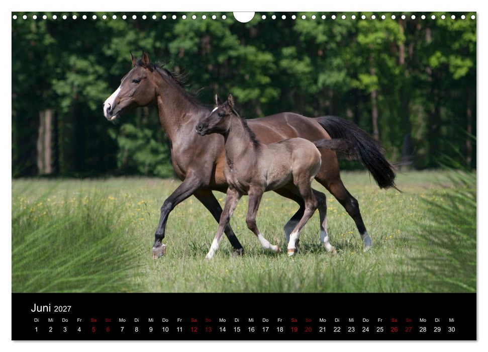 Vollblutaraber - Schönheit und Adel (CALVENDO Wandkalender 2027)