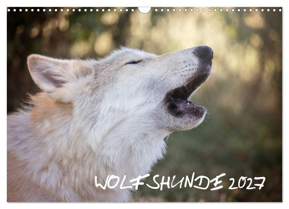 Wolfshunde 2027 (CALVENDO Wandkalender 2027)