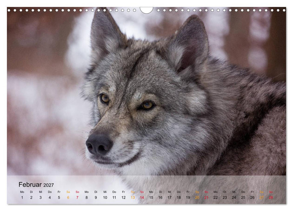 Wolfshunde 2027 (CALVENDO Wandkalender 2027)