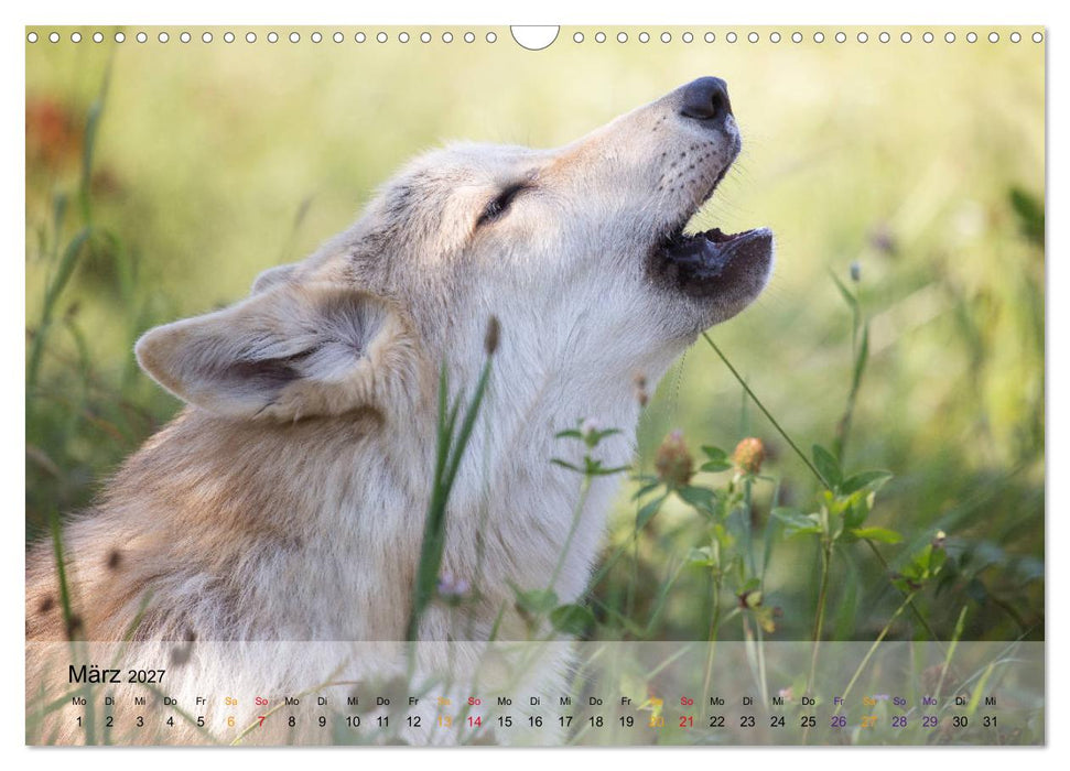 Wolfshunde 2027 (CALVENDO Wandkalender 2027)