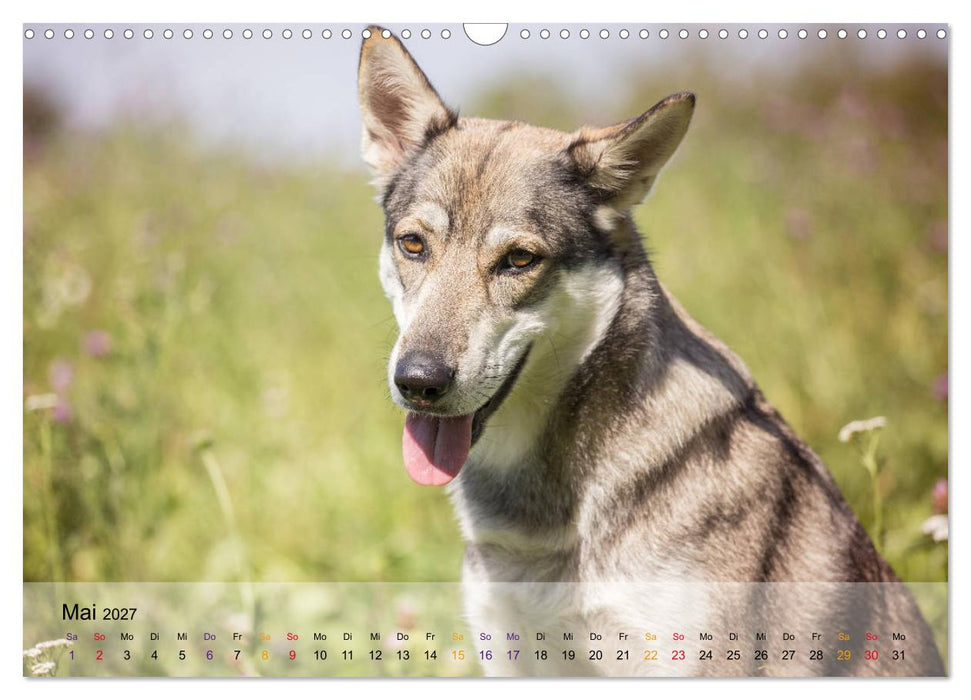 Wolfshunde 2027 (CALVENDO Wandkalender 2027)