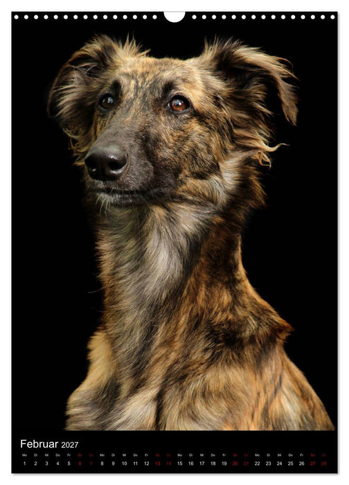 Silken Windsprite im Portrait (CALVENDO Wandkalender 2027)