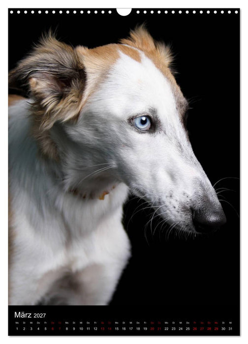 Silken Windsprite im Portrait (CALVENDO Wandkalender 2027)