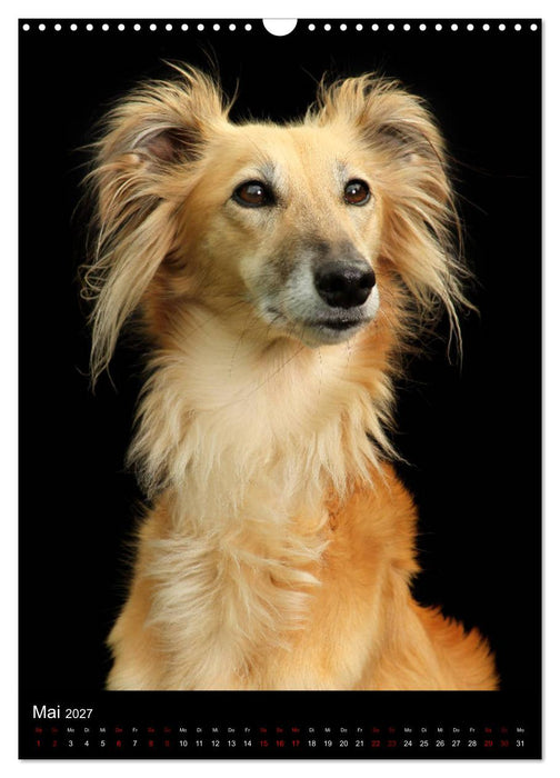 Silken Windsprite im Portrait (CALVENDO Wandkalender 2027)