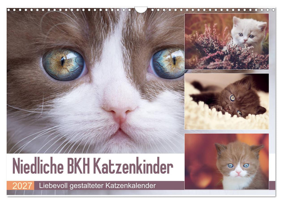 Niedliche BKH Katzenkinder (CALVENDO Wandkalender 2027)