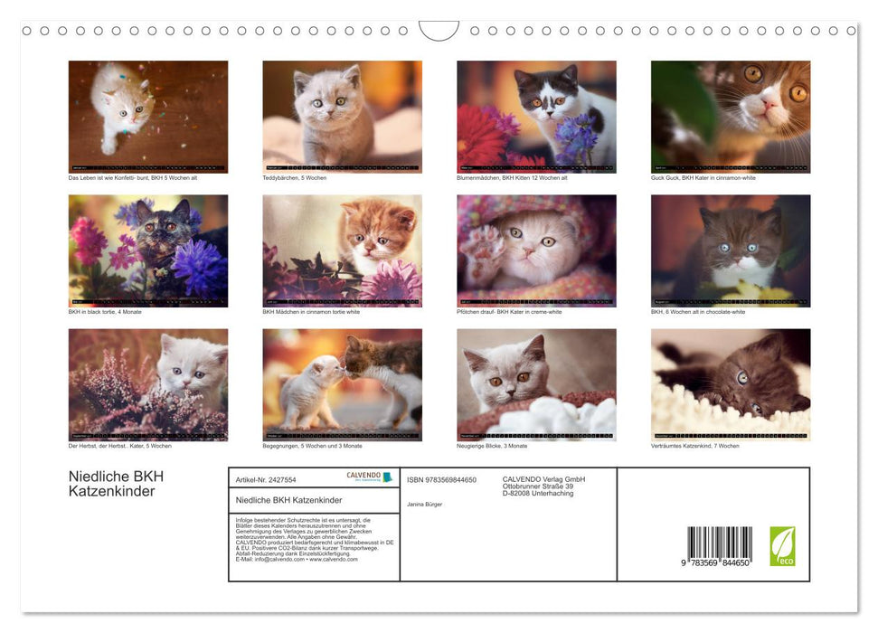 Niedliche BKH Katzenkinder (CALVENDO Wandkalender 2027)