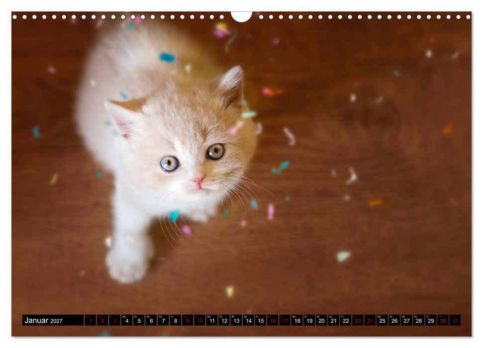 Niedliche BKH Katzenkinder (CALVENDO Wandkalender 2027)