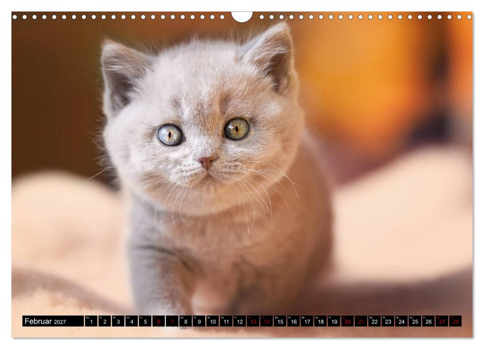 Niedliche BKH Katzenkinder (CALVENDO Wandkalender 2027)
