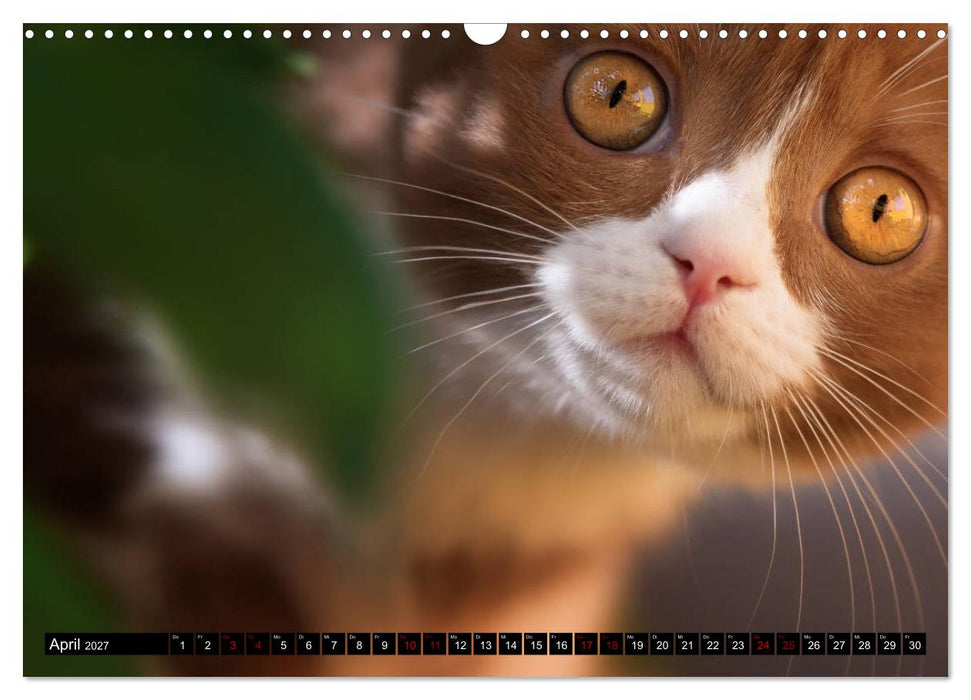 Niedliche BKH Katzenkinder (CALVENDO Wandkalender 2027)