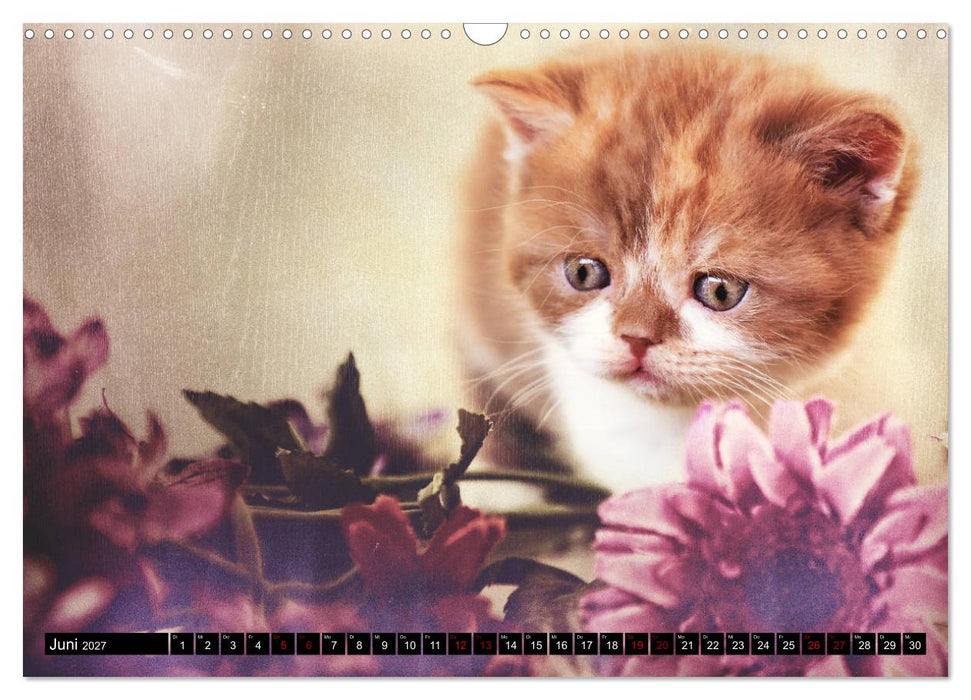 Niedliche BKH Katzenkinder (CALVENDO Wandkalender 2027)