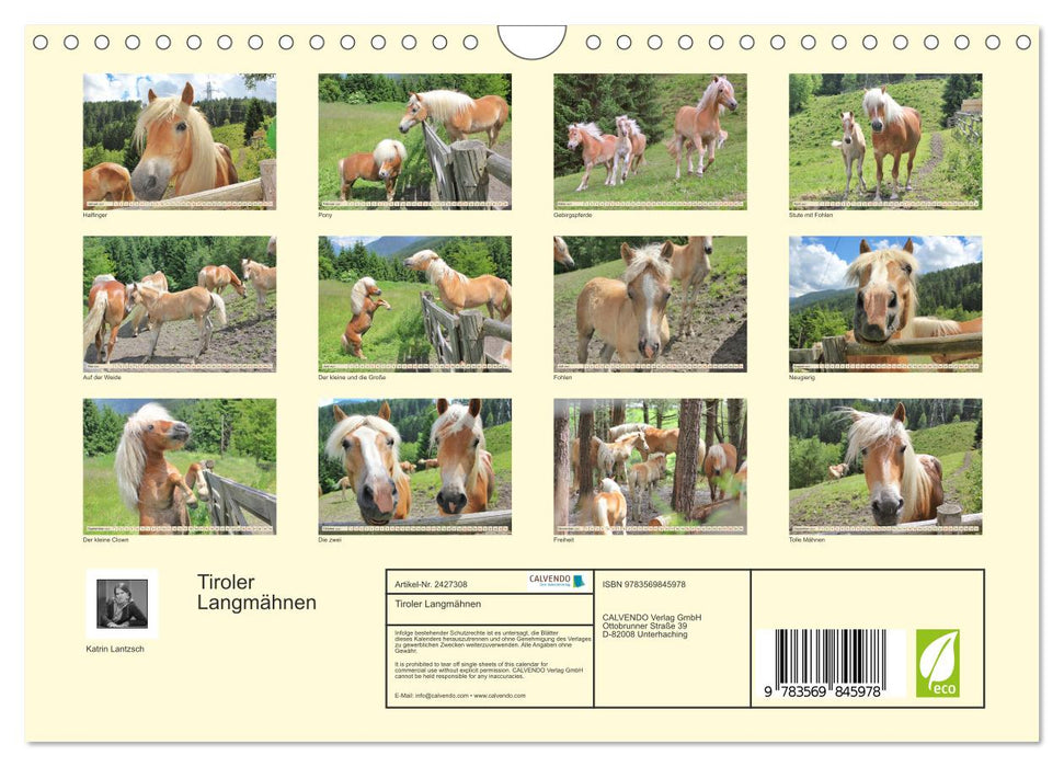 Tiroler Langmähnen (CALVENDO Wandkalender 2027)