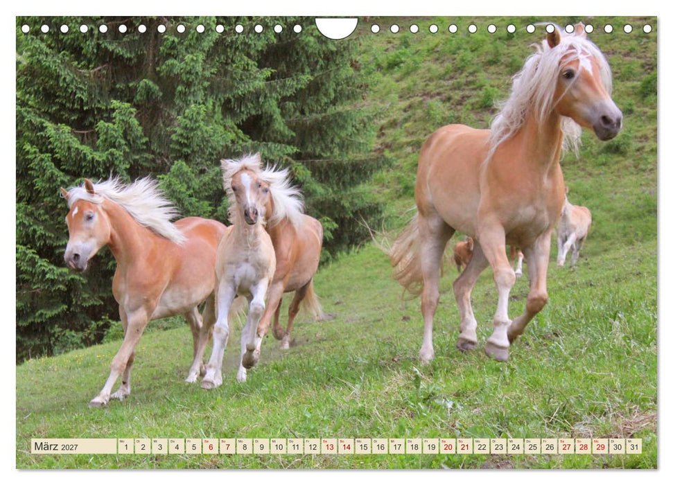 Tiroler Langmähnen (CALVENDO Wandkalender 2027)