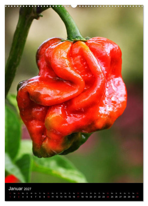 Chilis - Höllisch scharfe Früchtchen (CALVENDO Premium Wandkalender 2027)