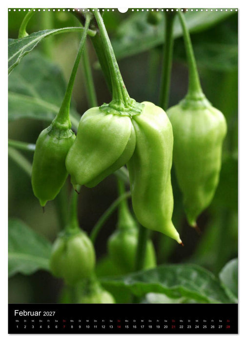 Chilis - Höllisch scharfe Früchtchen (CALVENDO Premium Wandkalender 2027)