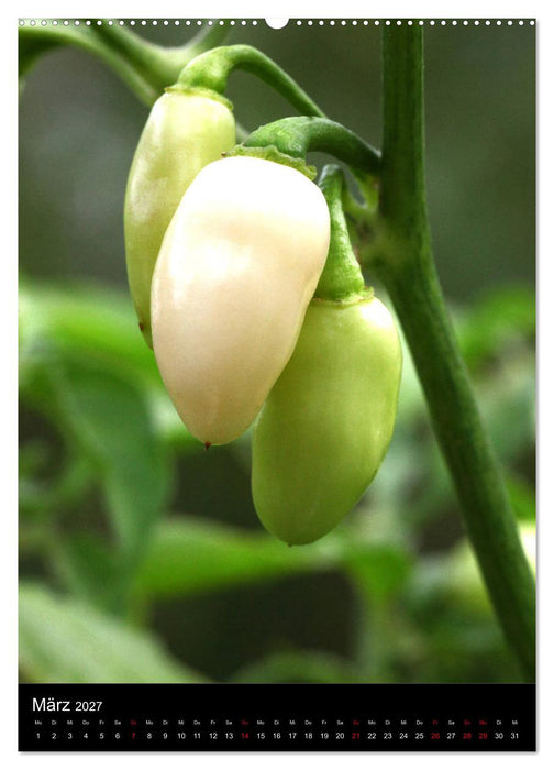 Chilis - Höllisch scharfe Früchtchen (CALVENDO Premium Wandkalender 2027)