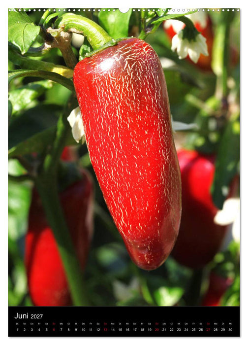 Chilis - Höllisch scharfe Früchtchen (CALVENDO Premium Wandkalender 2027)