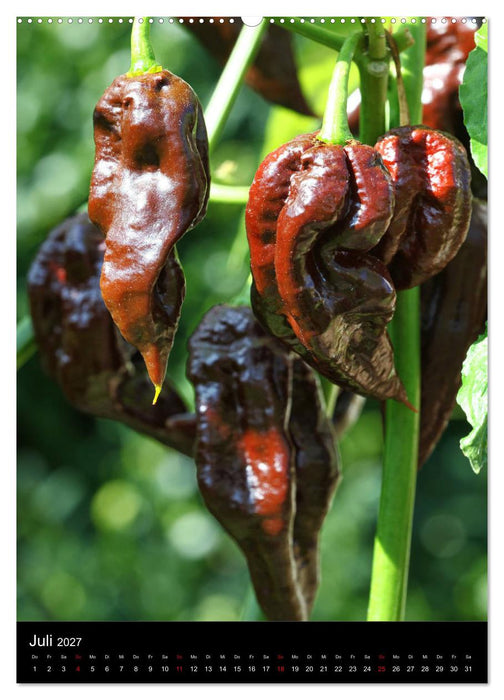Chilis - Höllisch scharfe Früchtchen (CALVENDO Premium Wandkalender 2027)