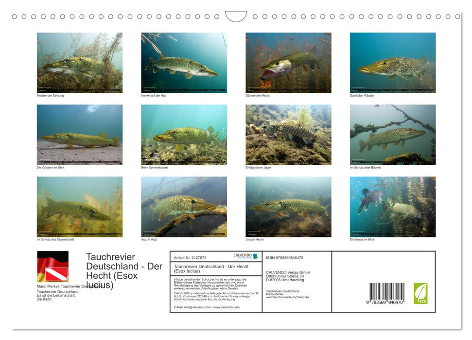 Tauchrevier Deutschland - Der Hecht (Esox lucius) (CALVENDO Wandkalender 2027)