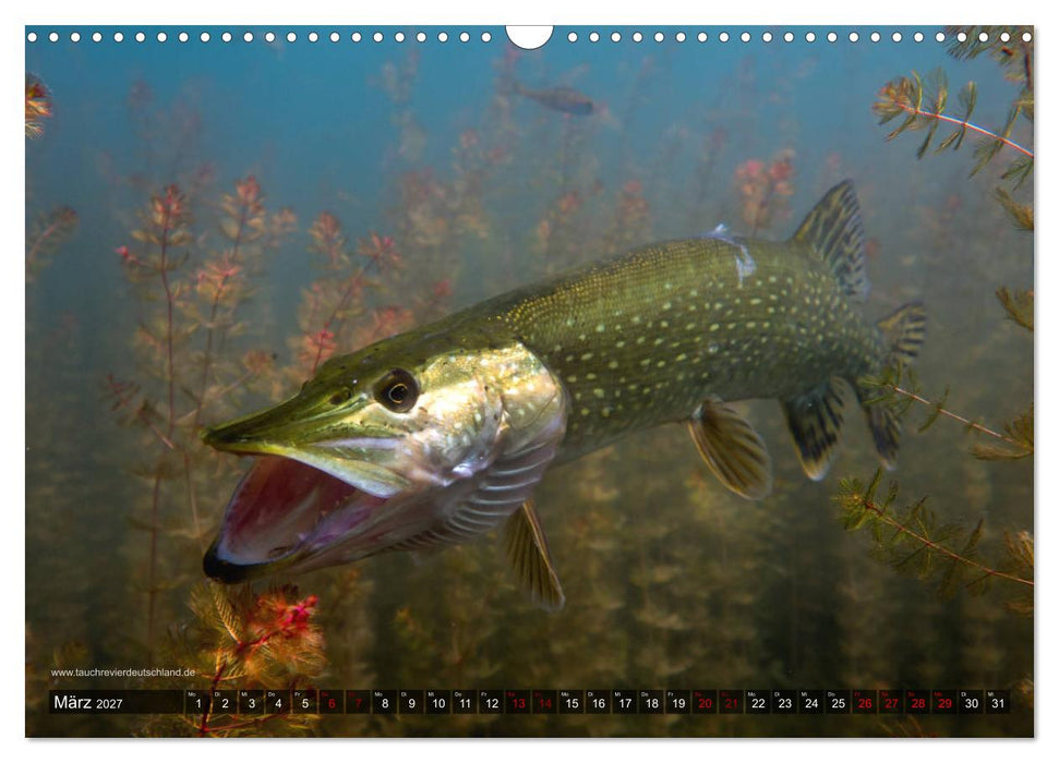 Tauchrevier Deutschland - Der Hecht (Esox lucius) (CALVENDO Wandkalender 2027)