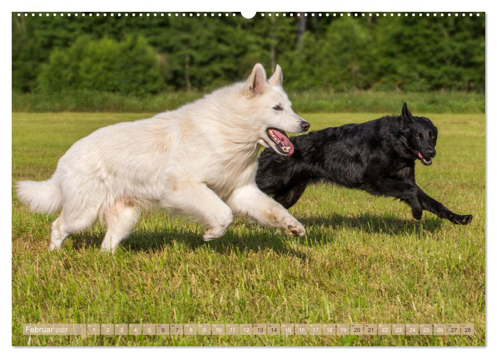 Schäferhunde - Freunde auf 4 Pfoten (CALVENDO Wandkalender 2027)