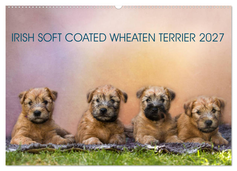 IRISH SOFT COATED WHEATEN TERRIER 2027 (CALVENDO Wandkalender 2027)