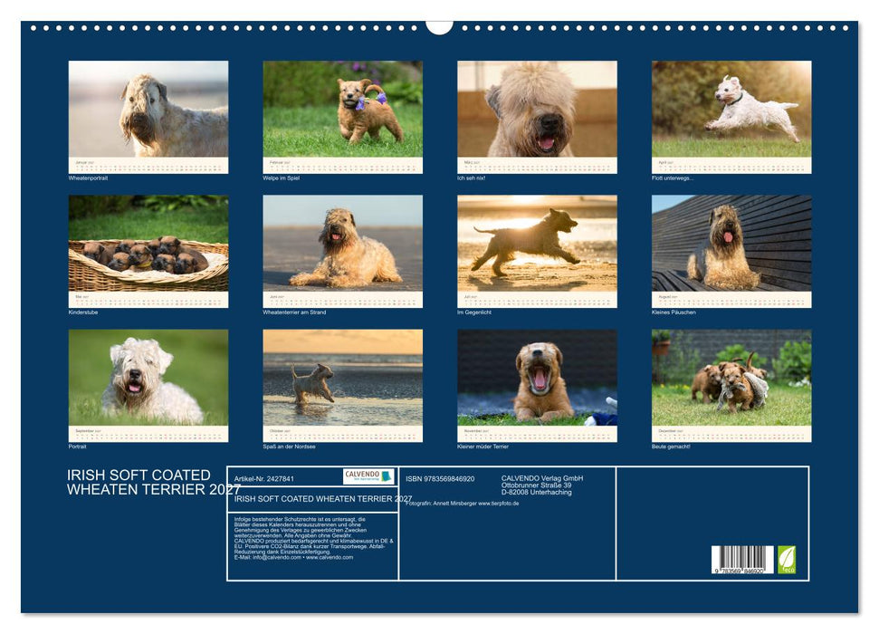 IRISH SOFT COATED WHEATEN TERRIER 2027 (CALVENDO Wandkalender 2027)