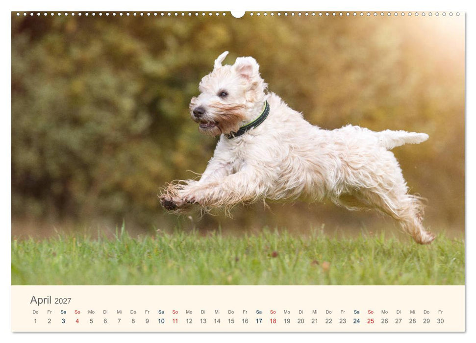 IRISH SOFT COATED WHEATEN TERRIER 2027 (CALVENDO Wandkalender 2027)