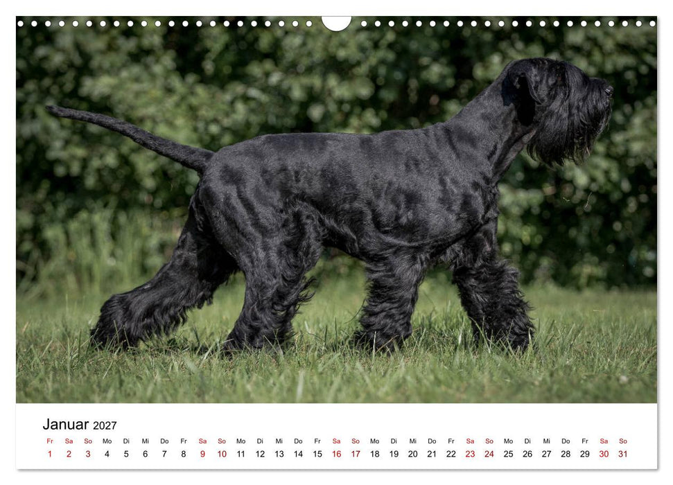 Schnauzer... von Zwergen und Riesen 2027 (CALVENDO Wandkalender 2027)