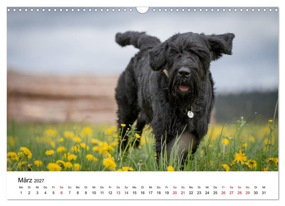 Schnauzer... von Zwergen und Riesen 2027 (CALVENDO Wandkalender 2027)