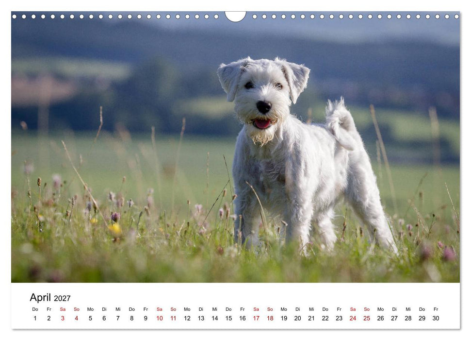 Schnauzer... von Zwergen und Riesen 2027 (CALVENDO Wandkalender 2027)