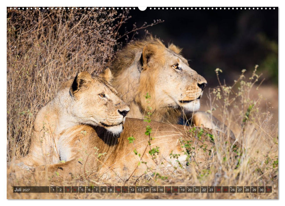 Safari in Tansania (CALVENDO Premium Wandkalender 2027)