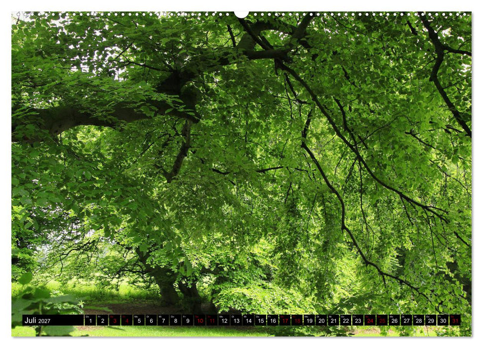 Die Süntelbuchenallee (CALVENDO Premium Wandkalender 2027)