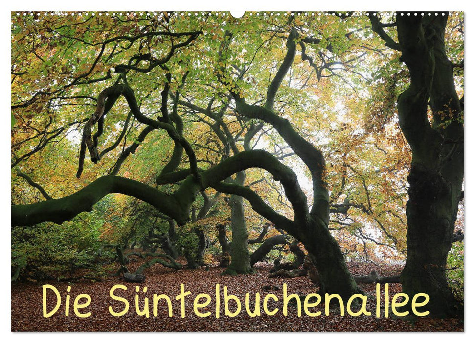 Die Süntelbuchenallee (CALVENDO Wandkalender 2027)