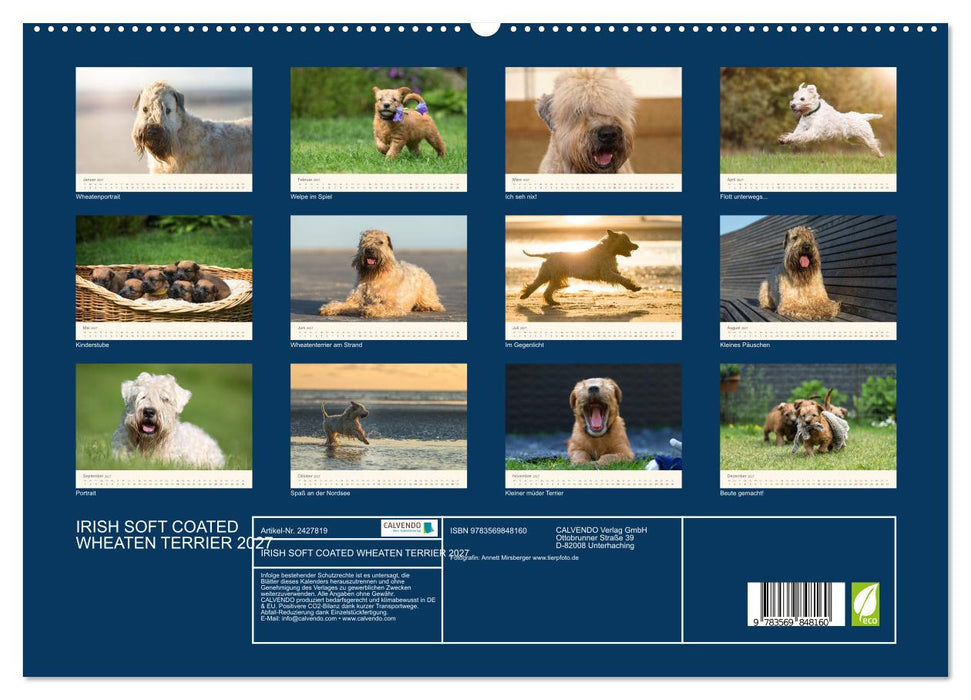 IRISH SOFT COATED WHEATEN TERRIER 2027 (CALVENDO Premium Wandkalender 2027)