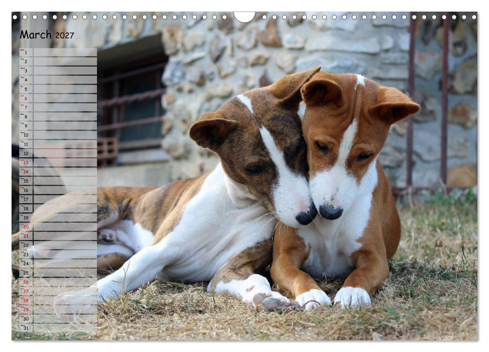 Basenji the African Barkless Dog (CALVENDO Monthly Calendar 2027)