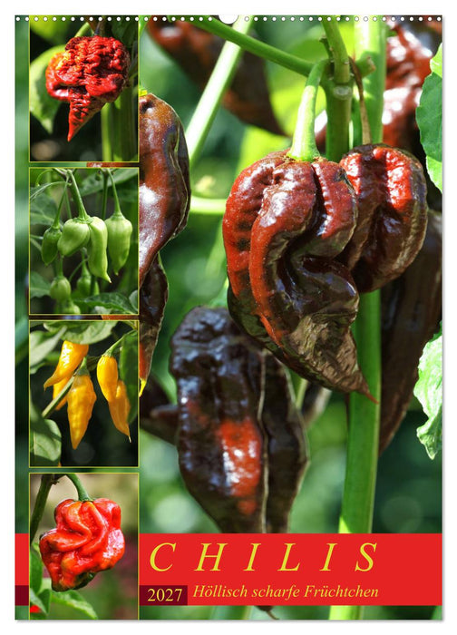 Chilis - Höllisch scharfe Früchtchen (CALVENDO Wandkalender 2027)