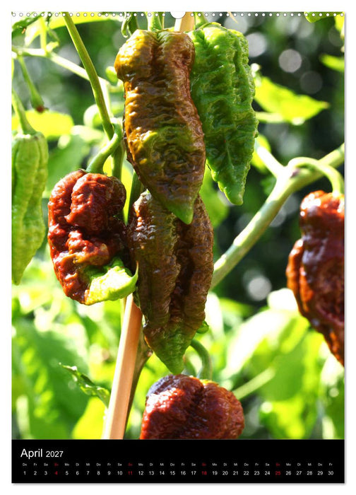 Chilis - Höllisch scharfe Früchtchen (CALVENDO Wandkalender 2027)