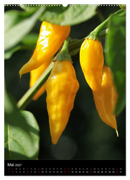 Chilis - Höllisch scharfe Früchtchen (CALVENDO Wandkalender 2027)