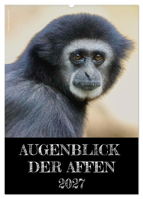Augenblick der Affen 2027 (CALVENDO Wandkalender 2027)
