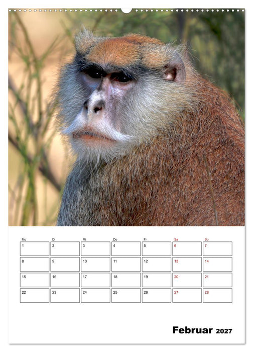 Augenblick der Affen 2027 (CALVENDO Wandkalender 2027)
