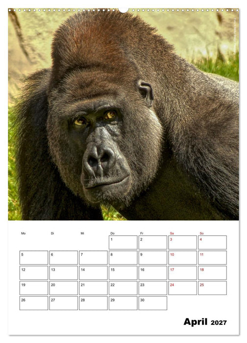 Augenblick der Affen 2027 (CALVENDO Wandkalender 2027)