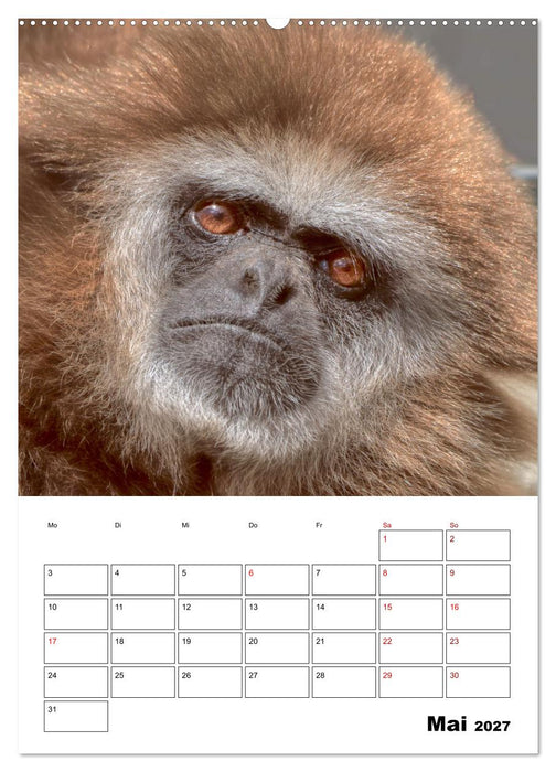 Augenblick der Affen 2027 (CALVENDO Wandkalender 2027)