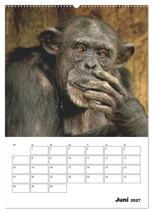 Augenblick der Affen 2027 (CALVENDO Wandkalender 2027)